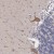 Immunohistochemistry-Paraffin: ABHD4 Antibody [NBP1-83711] - Immunohistochemical staining of human cerebellum shows moderate cytoplasmic positivity in purkinje cells.